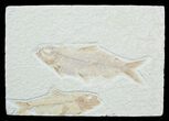 Double Knightia Fossil Fish #3776-1